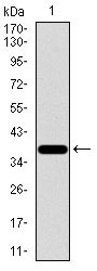 1 - SLC2A4 Antibody AO2244a
