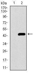 1 - SLC2A4 Antibody AO2244a