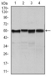 1 - SLC2A4 Antibody AO2244a