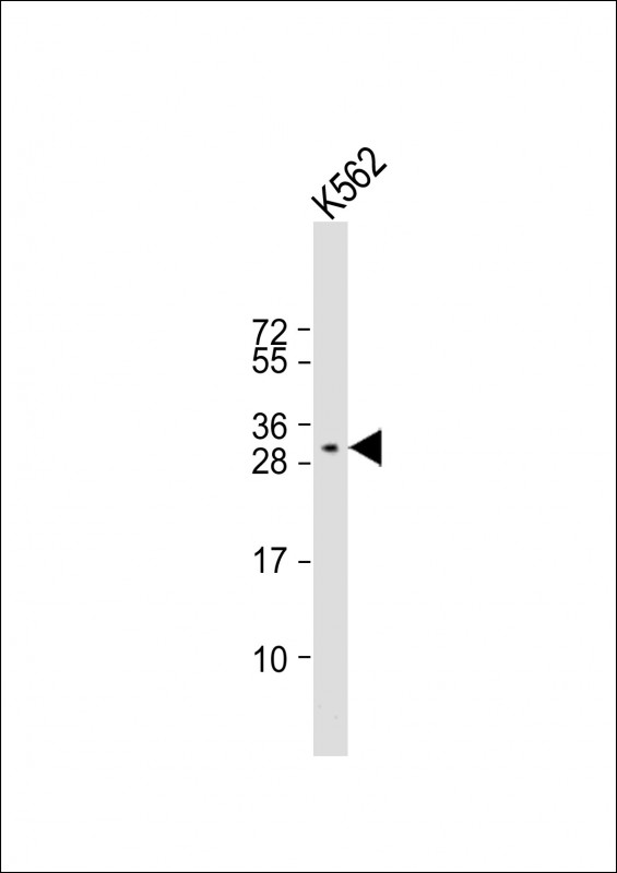 1 - PAFAH1B2 Antibody (Center) AP18354c