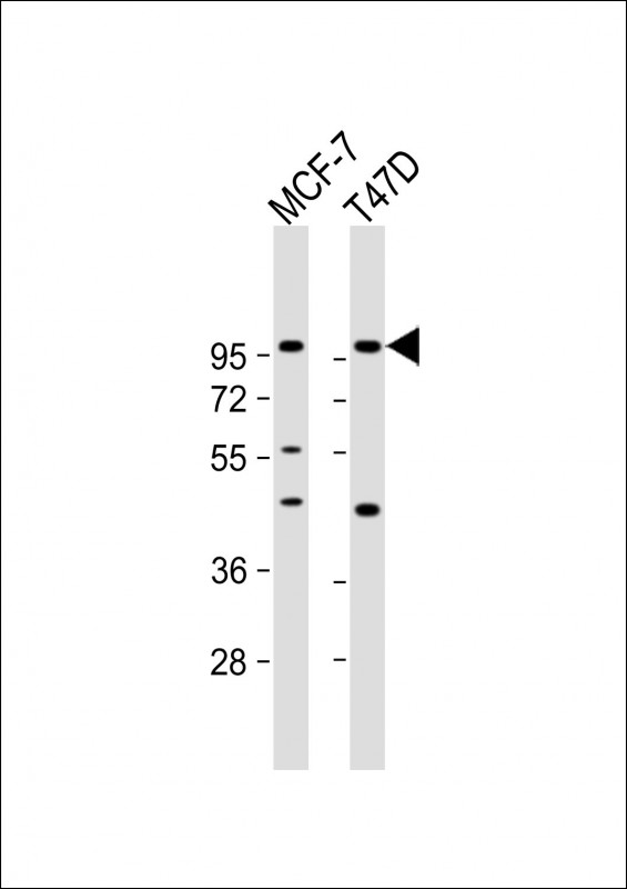 1 - GAB2 Antibody (N-term) AP6908A