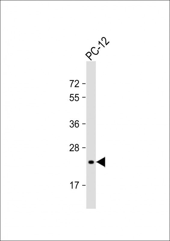 1 - Mouse DHFR Antibody (C-term) AP7378b
