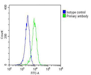 4 - RAB20 Antibody AM8560b