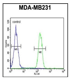 4 - ARG1 Polyclonal Antibody ABV11726
