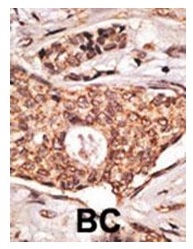 2 - ICOS / CD278 Antibody ABV11727