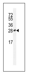 1 - ICOS / CD278 Antibody ABV11727