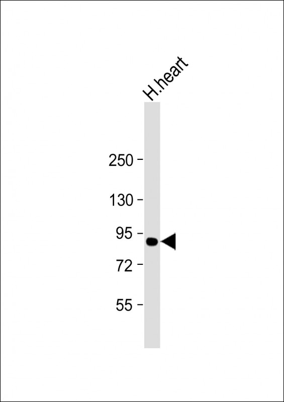 1 - ACO2 Antibody (Center) AM8607b