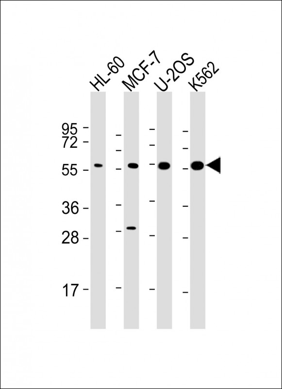1 - EI2BG Antibody AM8608b