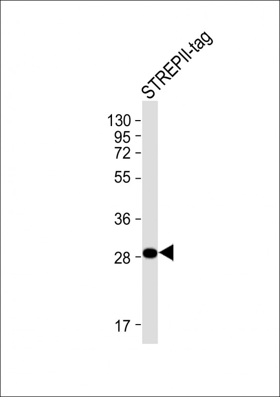 1 - STREP II TAG Antibody AM8623b