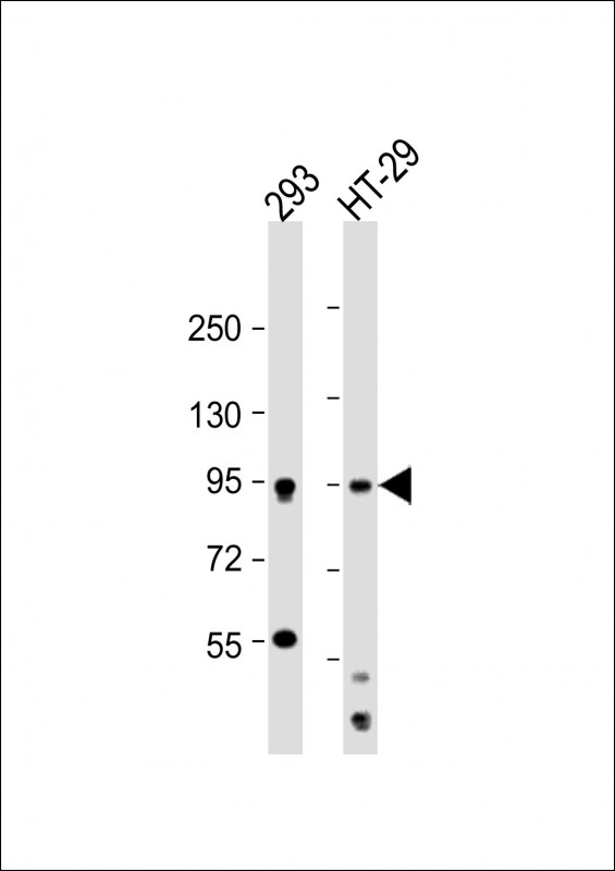 1 - MSK1 (Ser360) Antibody AP22223a