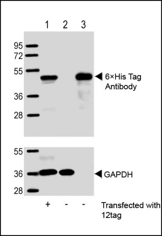 1 - His Tag Antibody AW5661