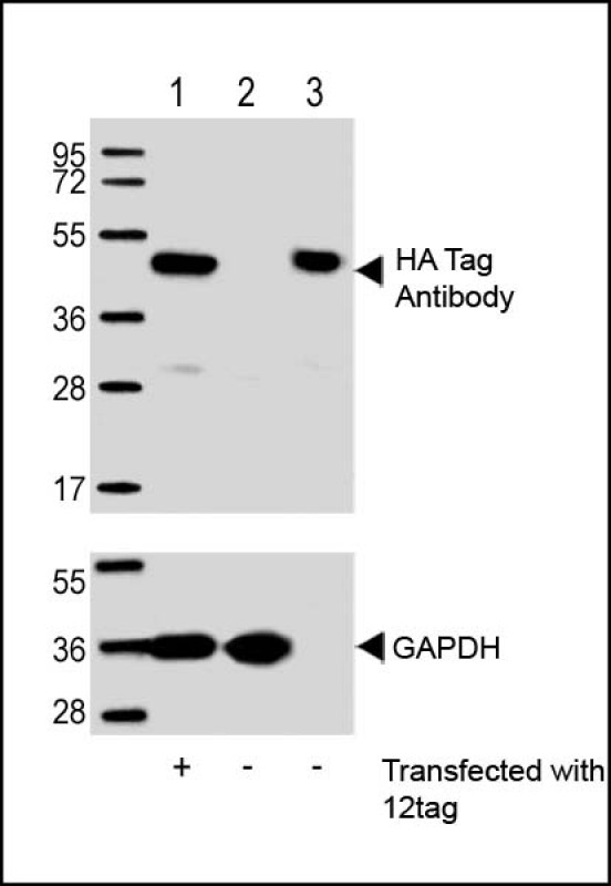 1 - HA Tag Antibody AW5663