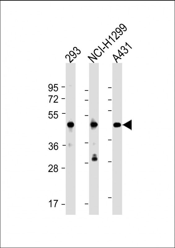 1 - NSFL1C Antibody (N-Term) AP22235a