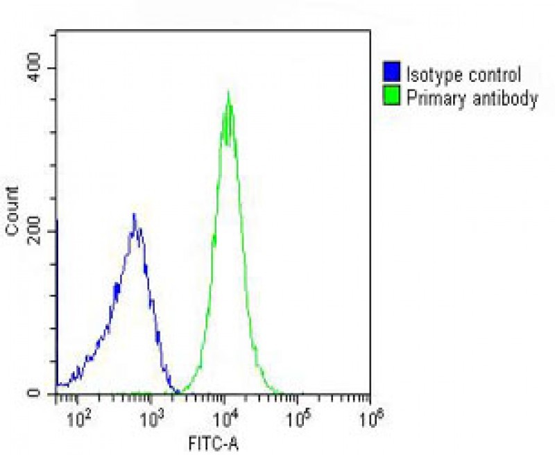 4 - SCNN1A Antibody (Center) AP8804C