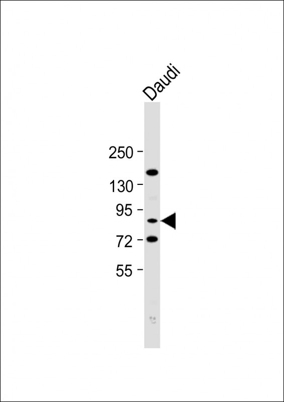 1 - SCNN1A Antibody (Center) AP8804C