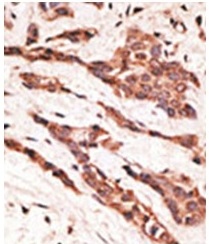 2 - EDG4 Antibody (NT) ABV11766