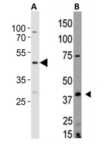 1 - EDG4 Antibody (NT) ABV11766