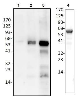 1 - Cystathionine β-Synthase Antibody ABV11806