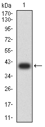 1 - Mouse Monoclonal Antibody to KRT19 AO2460a
