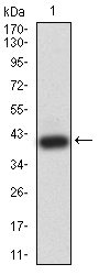 1 - Mouse Monoclonal Antibody to BRD2 AO2482a