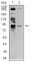 1 - Mouse Monoclonal Antibody to BRD2 AO2482a