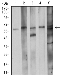 1 - Mouse Monoclonal Antibody to CDC37 AO2487a
