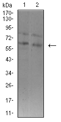 1 - Mouse Monoclonal Antibody to ASH2L AO2494a