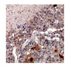 2 - Anti-ZNT2 Antibody ABV11926