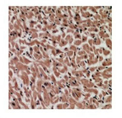 2 - Anti-MYCBP Antibody ABV11930