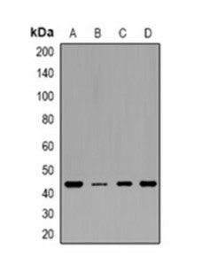 1 - Anti-IDH3 gamma Antibody ABV11956