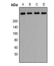 1 - Anti-PIP5K Antibody ABV11968