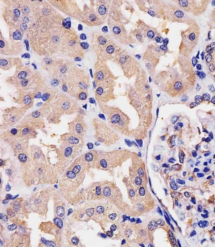 14 - Villin-1 Antibody (N-term) AP6774a
