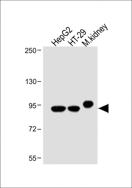 1 - Villin-1 Antibody (N-term) AP6774a