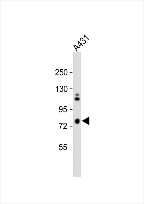1 - SCEL Antibody (Center) AP11564c
