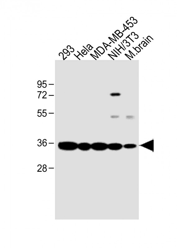 1 - PHB2 Antibody (Y248) AP7270e