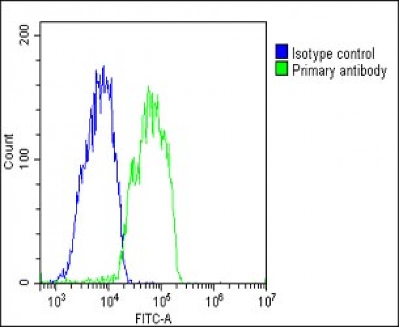 4 - RARRES2 Antibody (N-Term) AP22232a