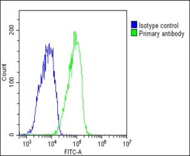 4 - GYG1 Antibody (C-Term) AP22264b