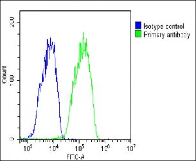 4 - TTR Antibody (C-term) AP6698b