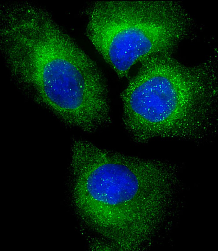 3 - PLIN3 Antibody AM8538b