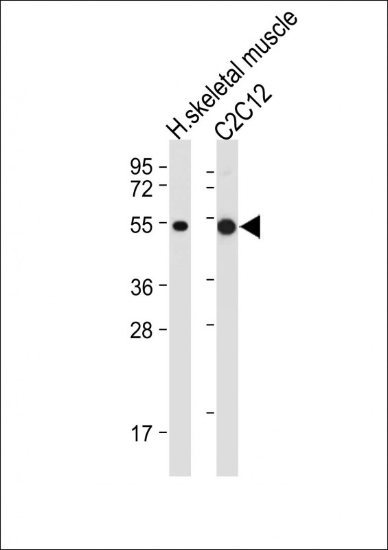 1 - SLC16A3 Antibody (C-term) AP12397b
