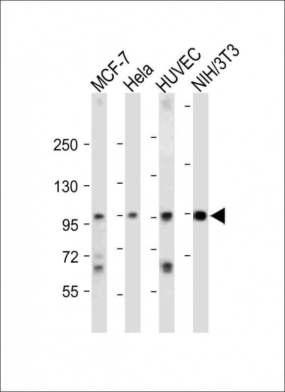 1 - NCOA7 Antibody (N-term) AW5453