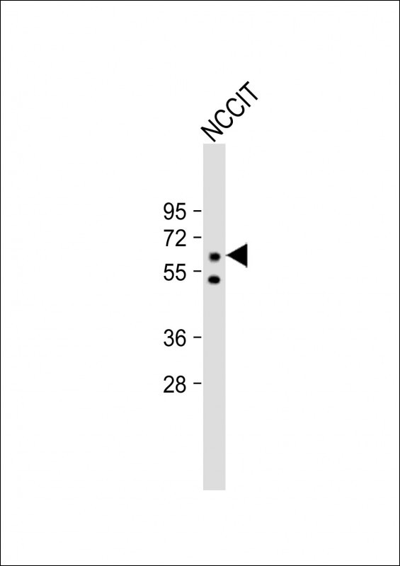 1 - KLF4 Antibody (N-term C74) AP2725a