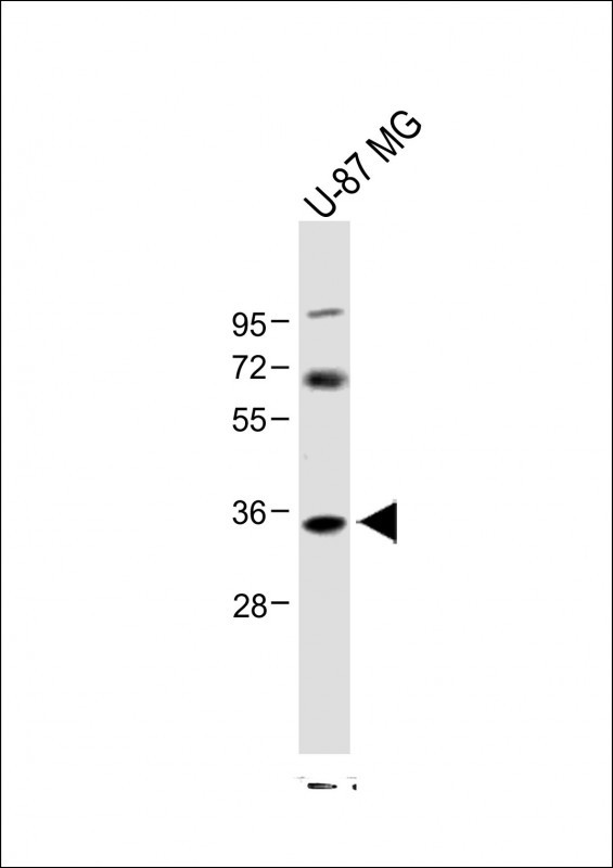 1 - NAT8L Antibody (N-Term) AP21925a