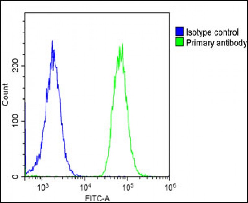 4 - SCEL Antibody (Center) AP11564c