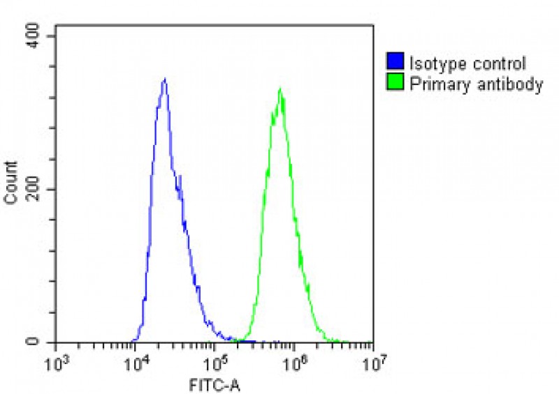 4 - NSFL1C Antibody (Center) AP22236c