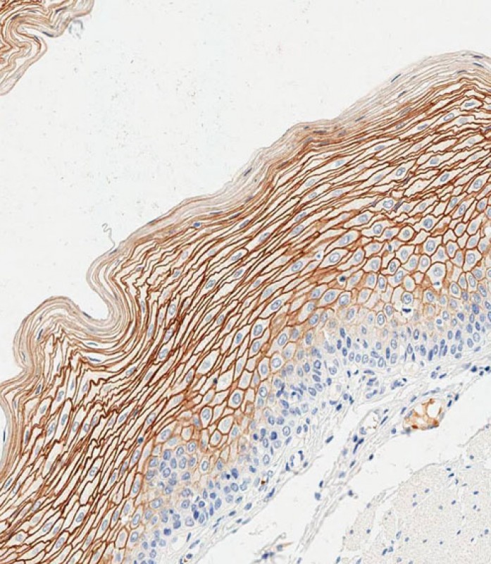 59 - SCEL Antibody (Center) AP11564c