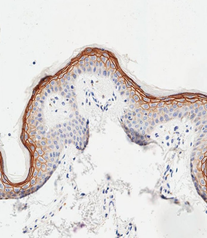 59 - SCEL Antibody (Center) AP11564c