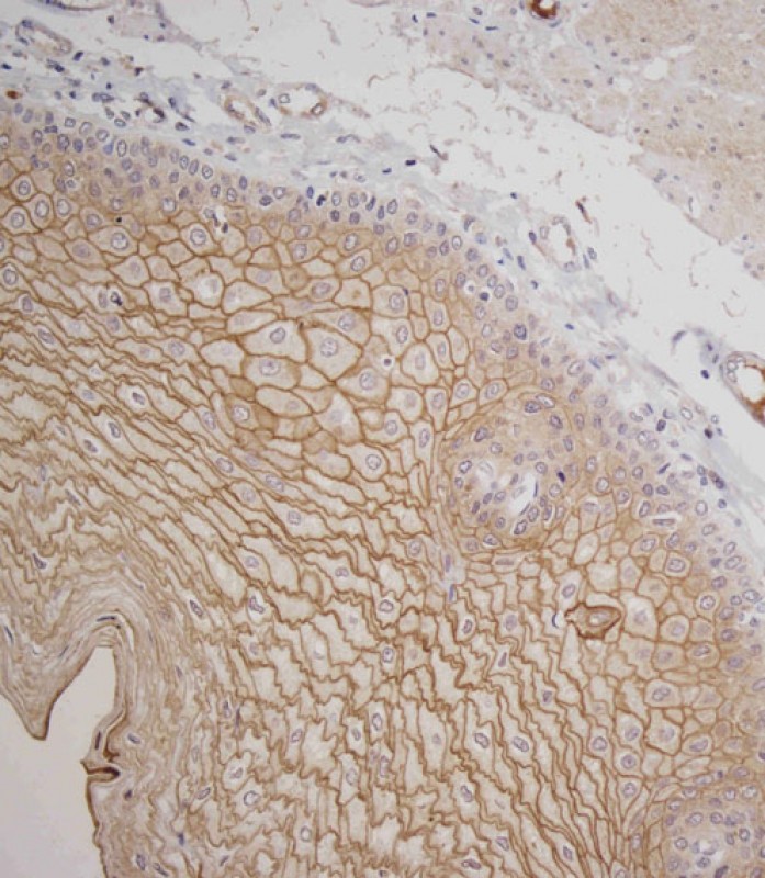 14 - SCEL Antibody (Center) AP11564c