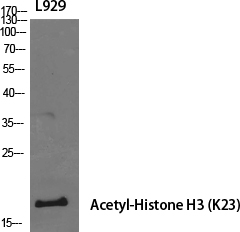1 - Histone H3 (Acetyl Lys23) Polyclonal Antibody AP63206