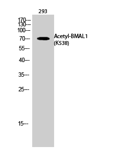 1 - BMAL1 (Acetyl Lys538) Polyclonal Antibody AP63238